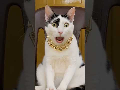 Kot tańczy i śpiewa Digi Digi #cat #digidigi  #funny #shorts