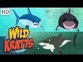 Wild Kratts Sharks Predator And Prey Shark Week Kids Videos