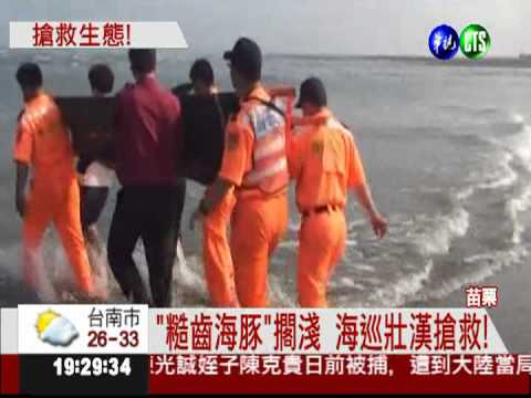 搶救擱淺海豚! 漁民膠筏立大功