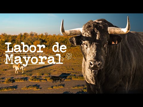 EMBARQUE DE UN TORO AL AMANECER – Labor de Mayoral con Patrick Alarcon (Ganadería Blohorn)