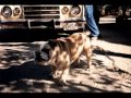Long Distance, steve earle white freight liner blues, pic ben graville