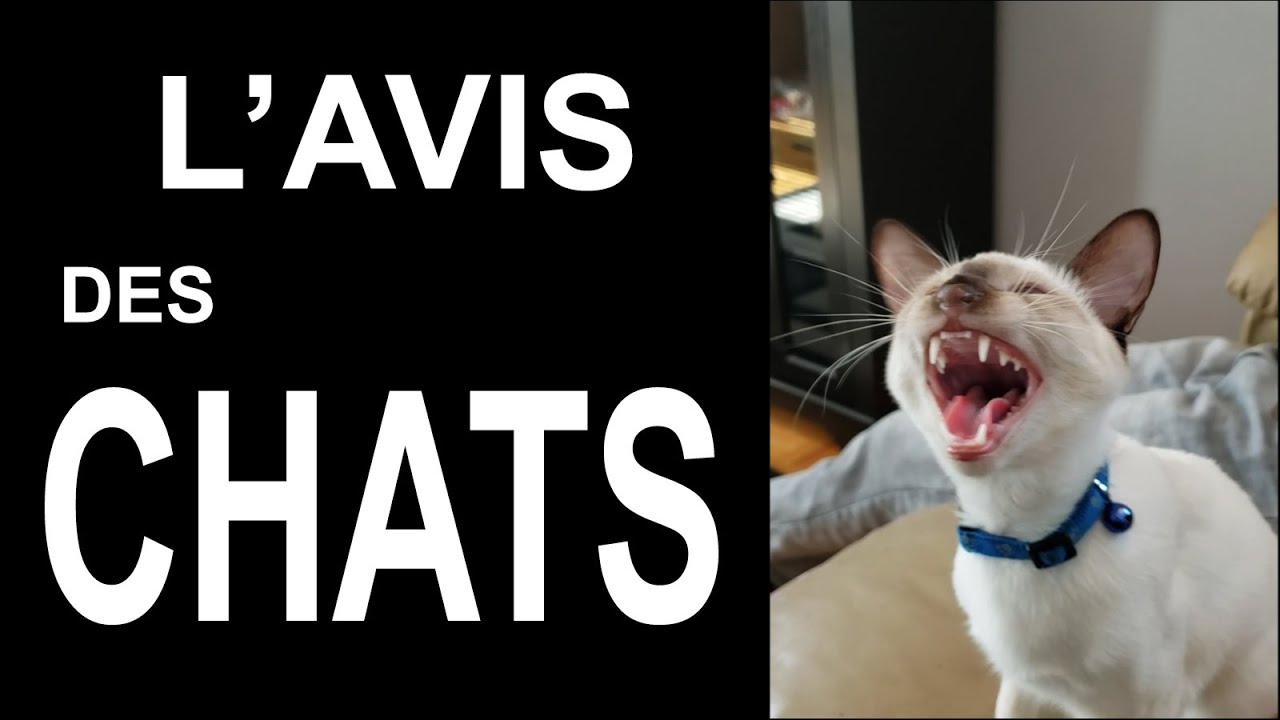 L'AVIS DES CHATS
