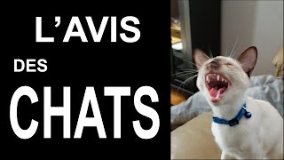 L'AVIS DES CHATS