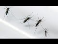 Zika Virus First Discovered 69 Years Ago In Uganda