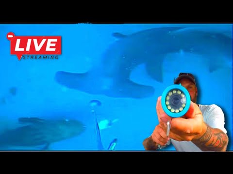 PERFECT TIMING LIVE VIDEO Camera To the Bottom of The Ocean | Hammerhead Shark