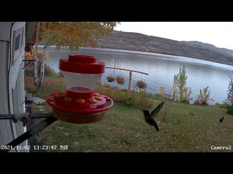 Anna's Hummingbirds - November 2, 2021