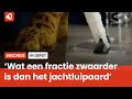 In Depot: Robot gebaseerd op een jachtluipaard.