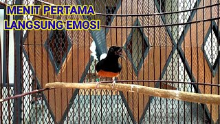 Download lagu magpie robin singing mp3