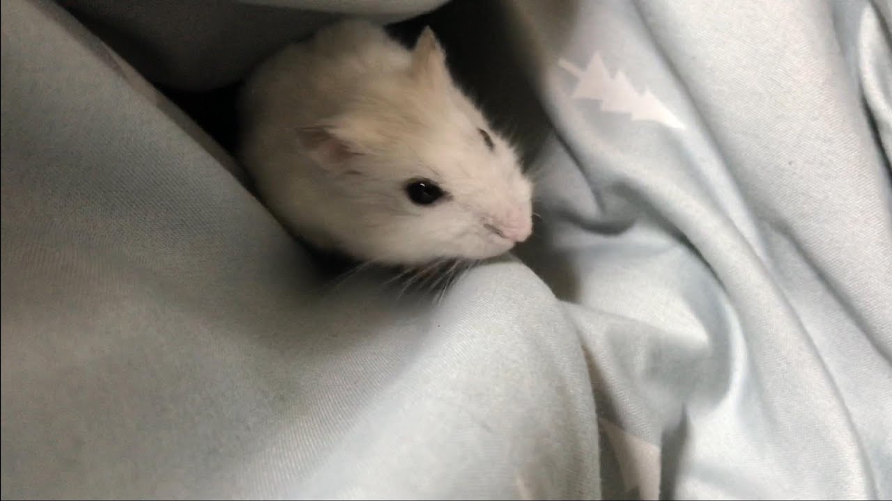 飼い主の布団に潜り込むおこめがかわいい【Cute hamster crawling into its owner's futon】