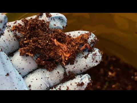 European Night Crawler Cocoons - update #4