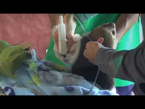 Brave baby sloth Landon gets his first physical therapy & acupuncture - Explore.org