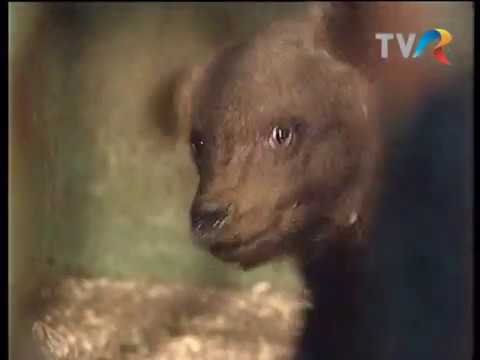 Arca lui Noe - Ursuletul Mura