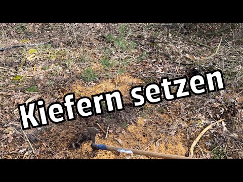 Aufforstung | Kiefernwald nachpflanzen | Bäume setzen | Test