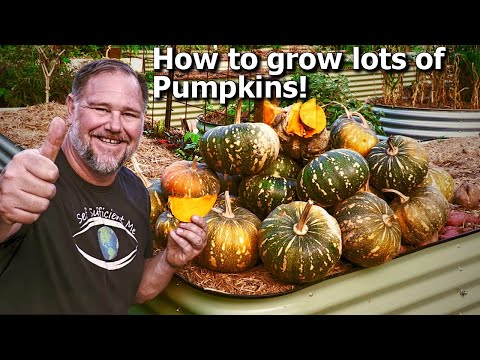 , title : '5 Tips How to Grow Ton of Pumpkins at Home'
