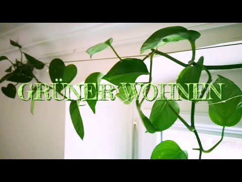 , title : 'Efeutute: Pflege & Inneneinrichtung. INDOOR JUNGLE | Einfache Pflanze für Beginner'