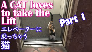 エレベーターに乗る猫☆A cat loves taking the lift! Part 1