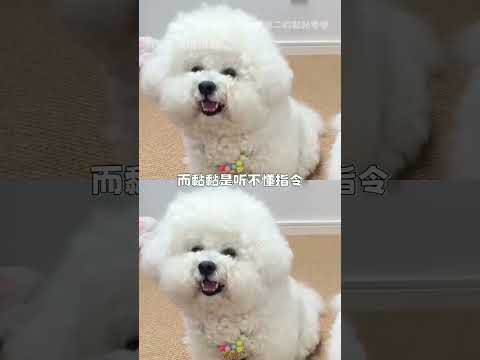 黏黏一看就是個被偏愛的小狗 #小狗 #比熊#可愛#狗狗#逗狗