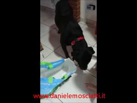 Ares 3 anni Rottweiler, che aiuta a sistemare la spesa...