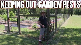 How to keep rabbits and raccoons out of your garden orchard