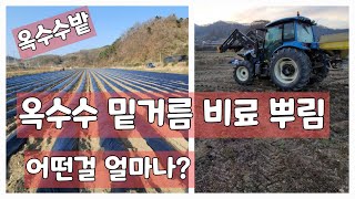 옥수수밑거름 비료살포 비료종류 얼마나 줘야할까 대학찰옥수수 미흑찰 [옥수수재배방법]