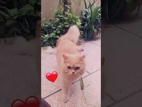My love #cat #cats #catshorts #catlover #shorts #shortvideo #lazy #lazycat #love #kids