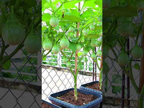 , title : 'How to grow eggplant from seeds to harvest'