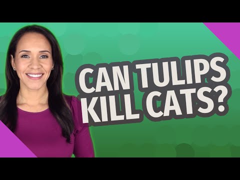 Can tulips kill cats?