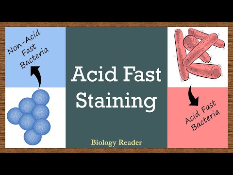 What is Acid Fast Staining? Definition, Requirements, Principle, Video & Procedure - Biology Reader