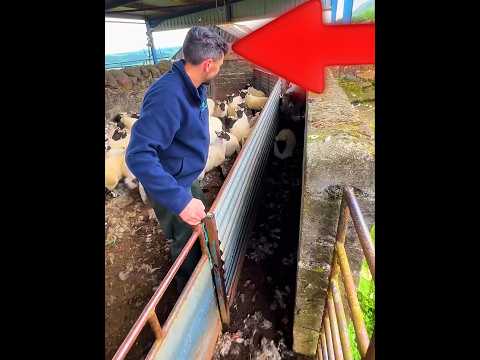 Sheep Chaos 😂🐑