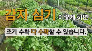 감자 심기 이렇게 하면 다 수확 조기 수확할 수 있습니다. #주말농장 #감자 다 수확하기 #필레오 TV.