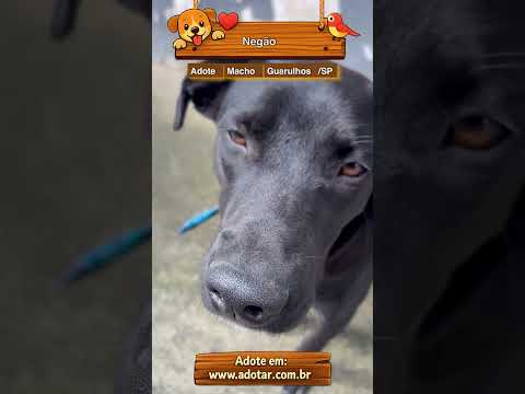 Vídeo de Negão