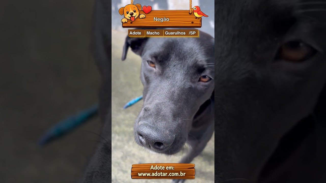 Cachorro raça SRD-ViraLata idade 1 ano nome Negão