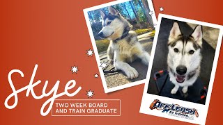 Download Lagu Husky, 1 y/o, Thumbnail