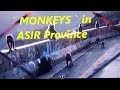 The MONKEYS Of ASIR Region