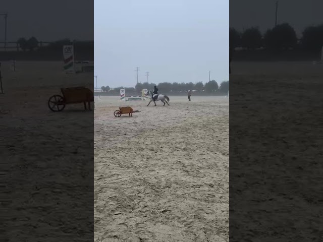 Caballo castrado Origine Constatée En venta 2019 Tordo