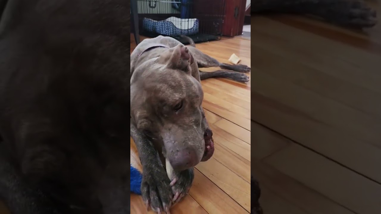 Enlarge Foxy Brown, a Adoptable mixed breed in Sudbury, MA video 4/4