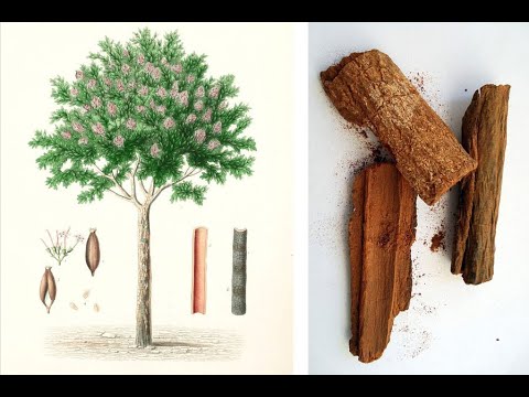 Introduction to Quinquina