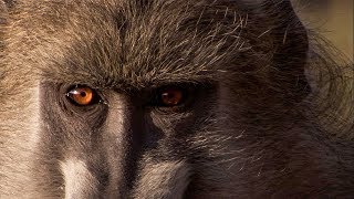 הורות בבון | קבצים פראיים עם מאדי מואט | BBC Earth