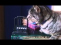 Felix Cleverest Cat Entry For Ziggy