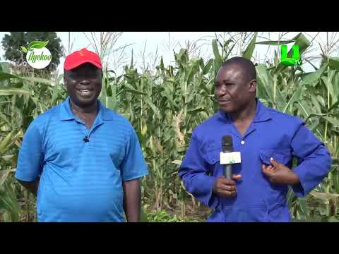 AYEKOO: THE SAVIOUR CHURCH MEMBERS WORK TOWARDS GHANA FOOD SECURITY