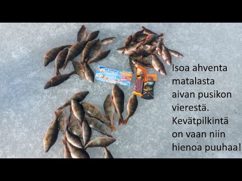 Ison ahvenen kevätpilkintää 2022 | Ahvenet aivan kaislikon sisällä