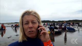 500 volunteers heed call to help whales: RNZ Checkpoint