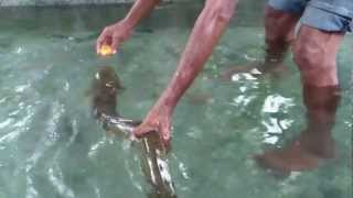 preview picture of video 'Morea di kolam Waiselaka Desa Waai #ambon #dive'