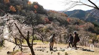 桜山公園