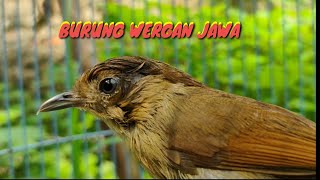 Download lagu Burung Flamboyan Gacor Emosi Ngebren Rapat Nyerecet Cocok buat Pancingan mp3