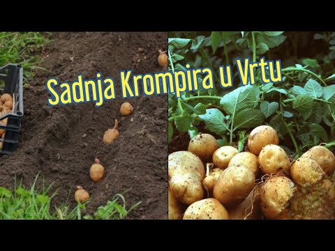 Tradicionalna sadnja krompira u bašti
