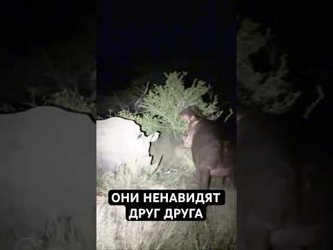Самые Жесткие Разборки в Животном Мире