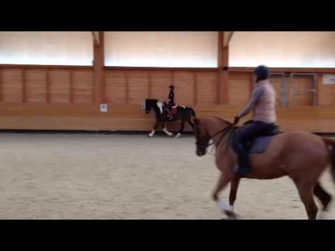 Lilly trot 11/12/2016