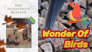 THE INNOCENCE MISSION - Wonder Of Birds
