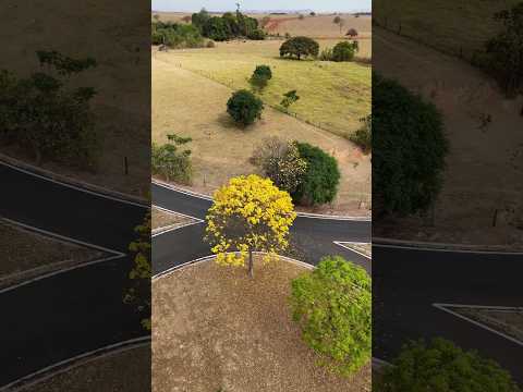 GOIAPORÀ, DISTRITO DE AMORINÓPOLIS, PROJETO VISÃO AÉREA - O IPÊ AMARELO #06